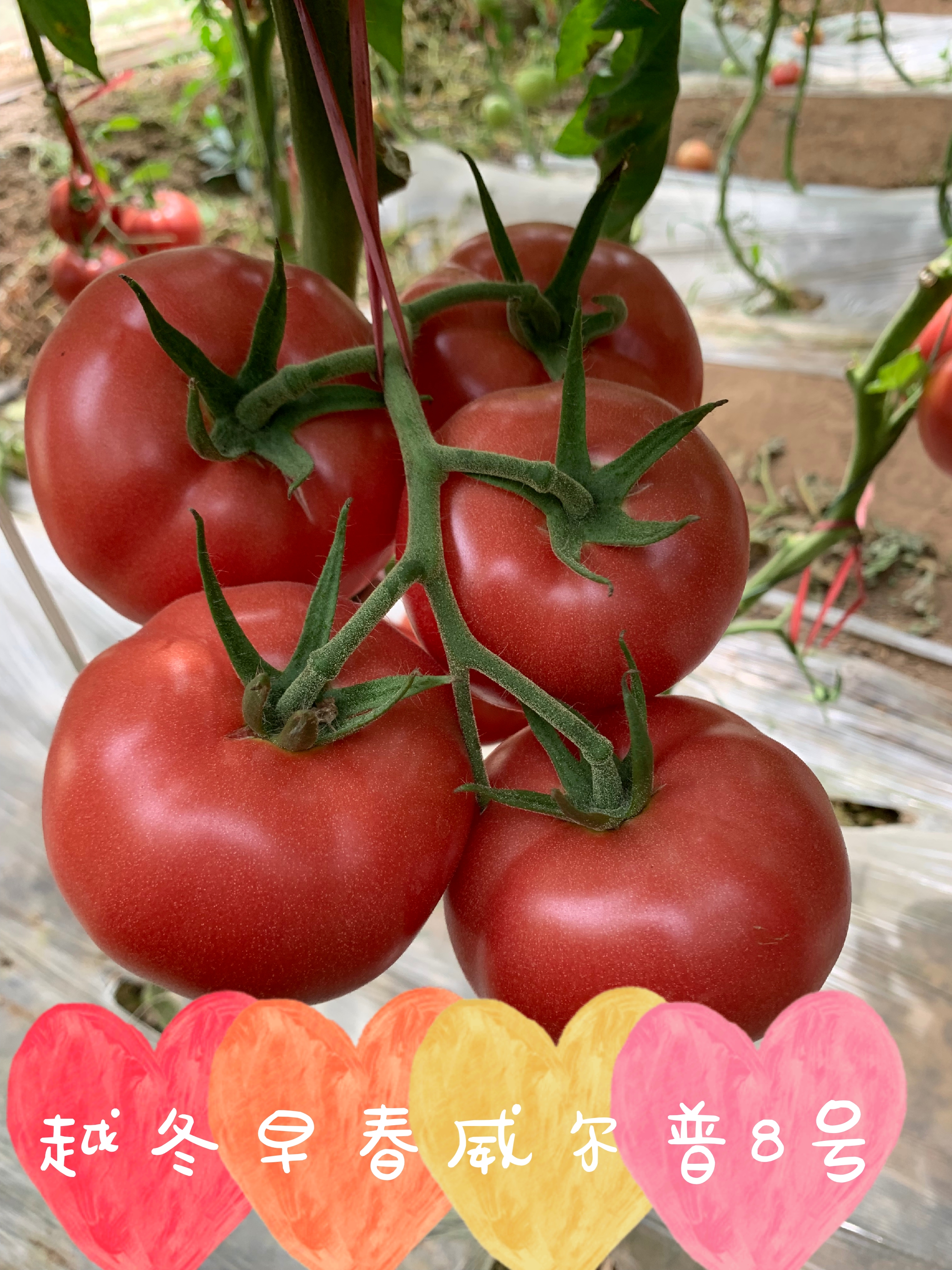 山東青島威爾普8號(hào)番茄種子批發(fā)公司銷(xiāo)售價(jià)格 威爾普8號(hào)種子 惠澤-威爾普8號(hào)種子