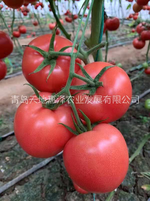 山東青島惠澤1905番茄種子批發(fā)公司銷售價(jià)格