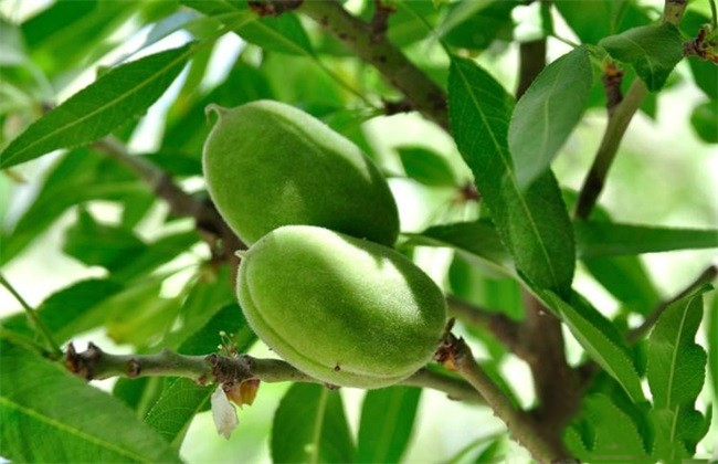 巴旦木樹(shù)苗多久能掛果，巴旦木畝產(chǎn)利潤(rùn)如何?