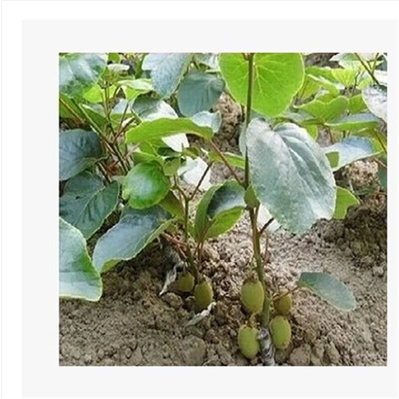 山東獼猴桃樹(shù)苗基地 果樹(shù)苗價(jià)格 獼猴桃苗