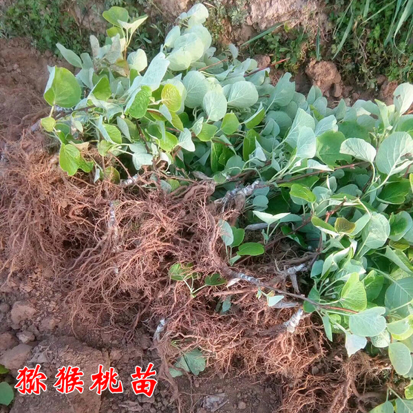 山東獼猴桃樹(shù)苗基地 果樹(shù)苗價(jià)格 獼猴桃苗