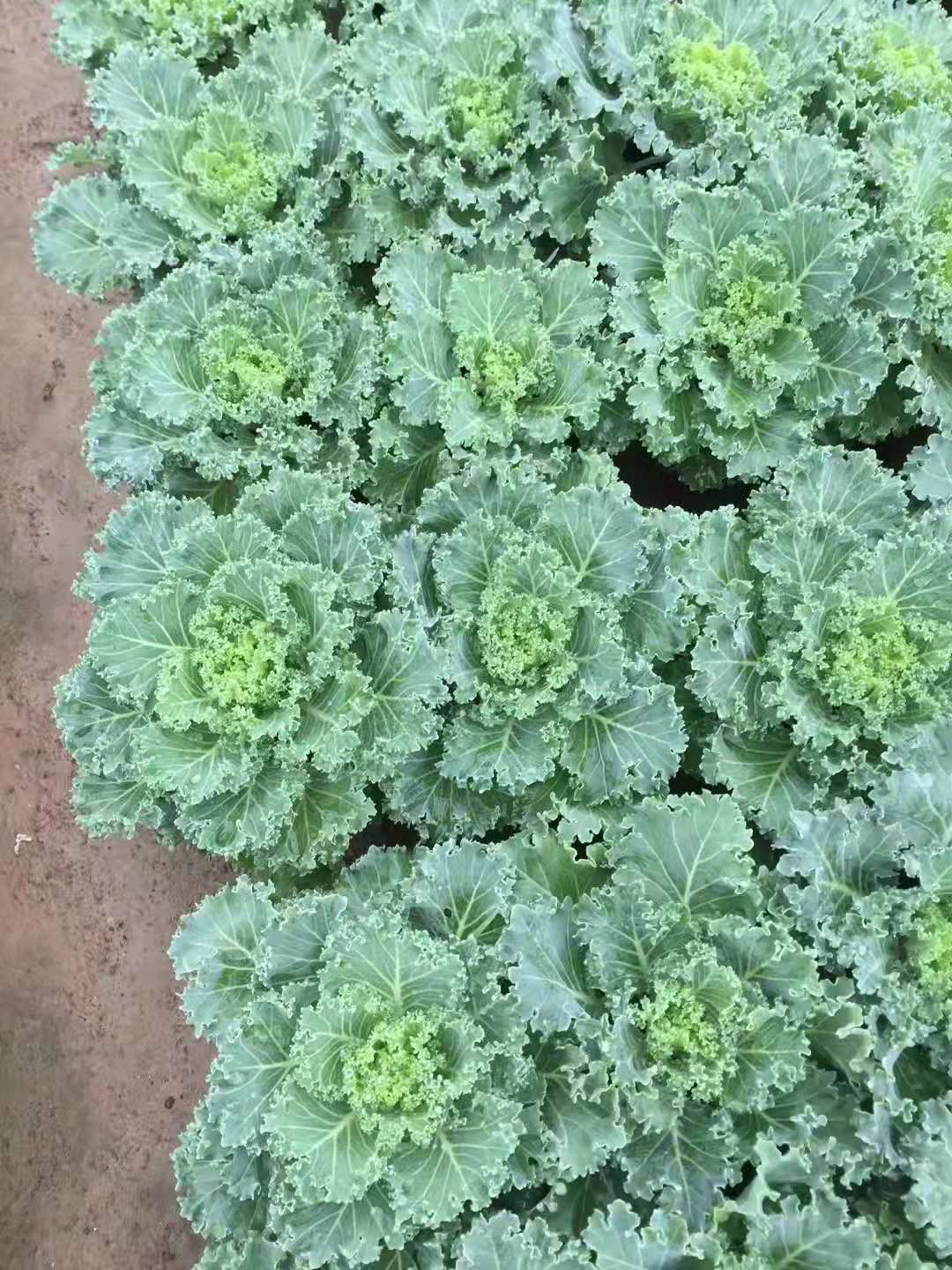 青州羽衣甘藍(lán)種植基地_批發(fā)價(jià)錢【青州市沐輝園藝有限公司】