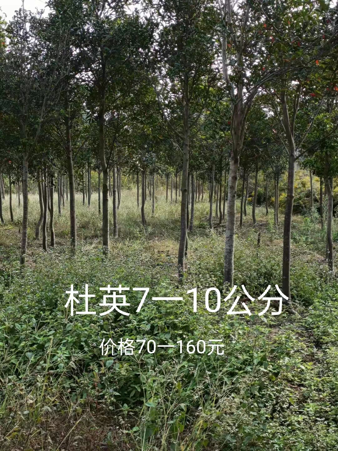 江西杜英-基地-批發(fā) 江西杜英基地