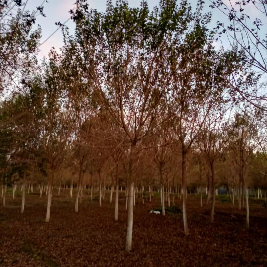 五角楓樹種植基地、20公分五角楓樹、五角楓樹批發(fā)價格