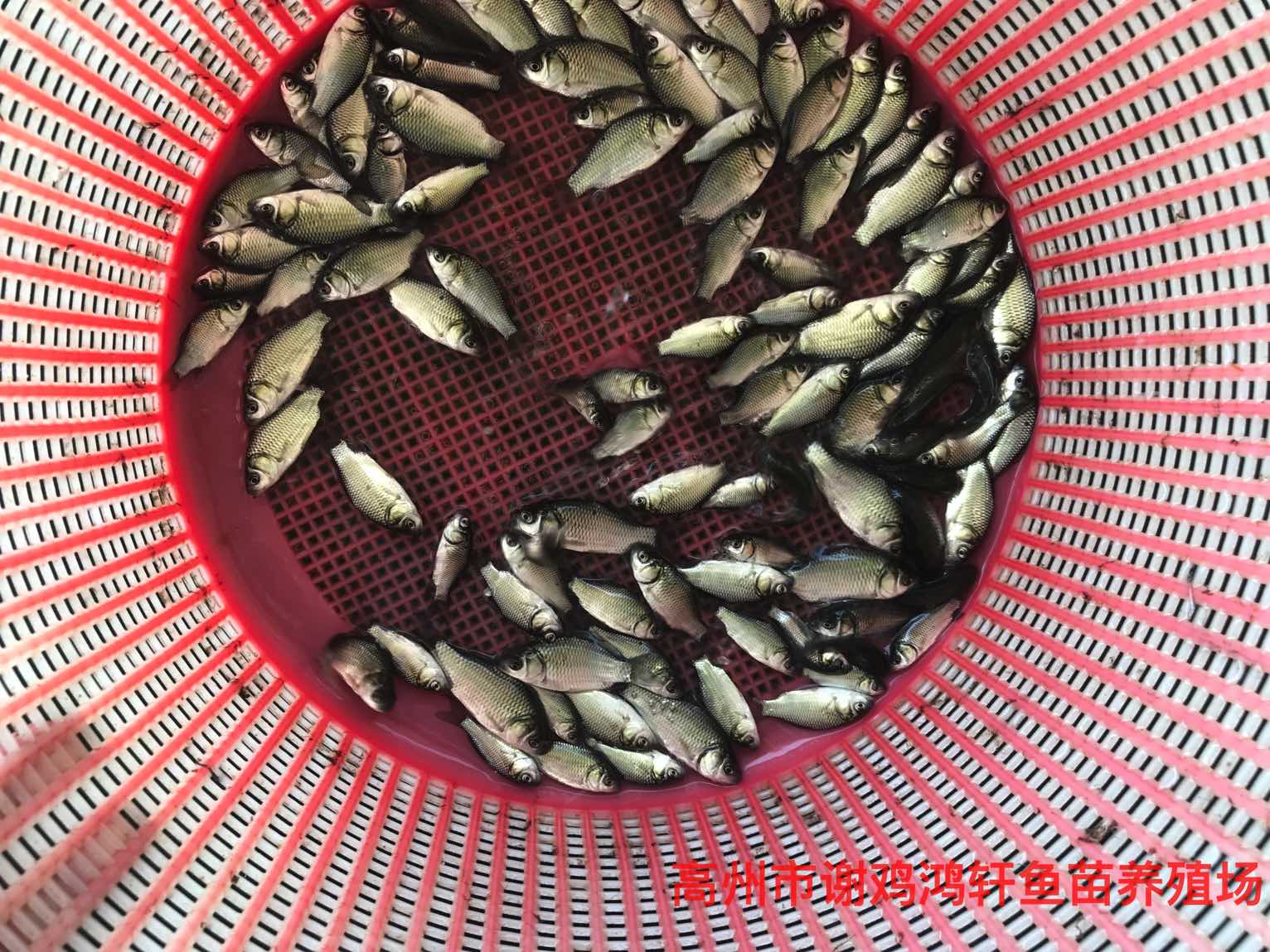 羅非魚(yú)苗水花養(yǎng)殖基地羅非魚(yú)苗批發(fā)價(jià)格非洲鯽魚(yú)苗批發(fā) 羅非魚(yú)苗批發(fā)