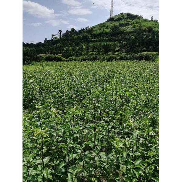 綠鑫 金秋梨樹苗 金秋梨梨樹苗現挖苗 梨樹苗基地