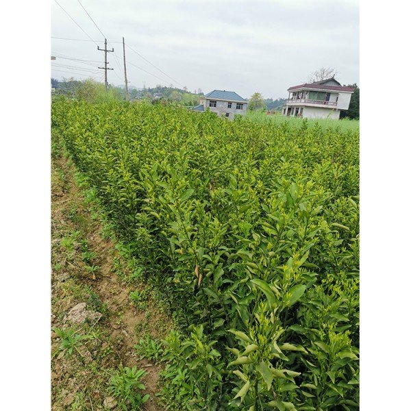 綠鑫 黃金貢柚苗 貢柚苗苗圃供應(yīng) 批發(fā)各種規(guī)格柚苗