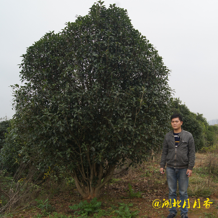 湖南桂花樹，桂花樹基地種植，桂花樹多少錢（湖北月月香園林有限公司）