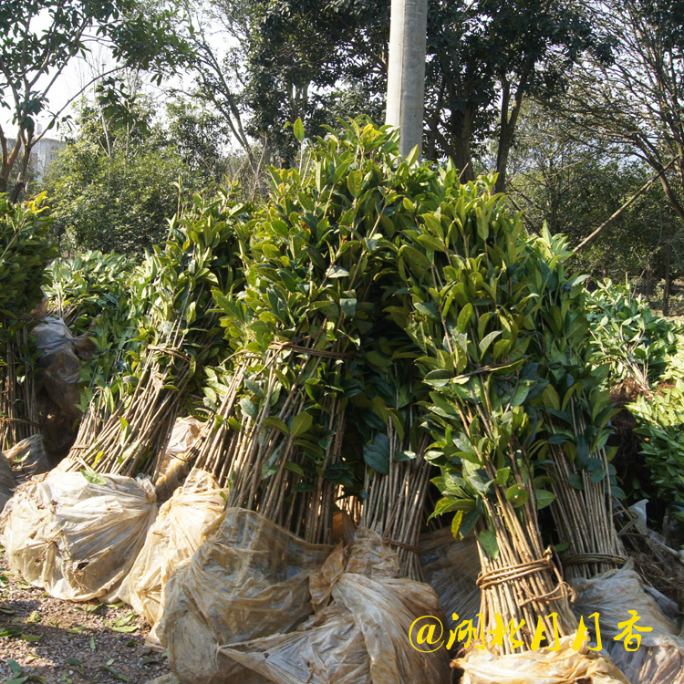 河南桂花樹，供應各種公分桂花樹批發(fā)商，桂花樹基地（湖北月月香園林有限公司）