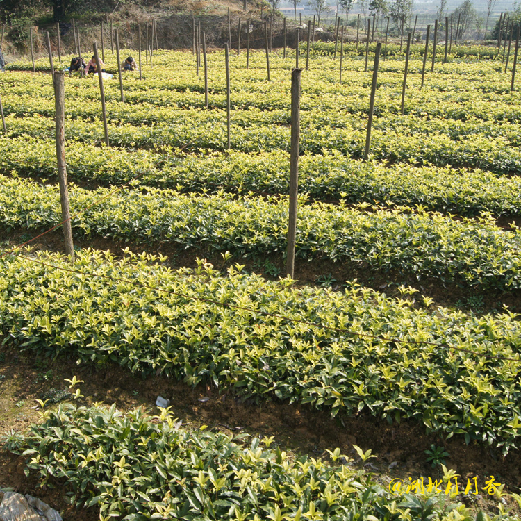 湖北丹桂扦插小苗 批發(fā)丹桂扦插小苗 種植基地 供應(yīng)丹桂扦插小苗多少錢