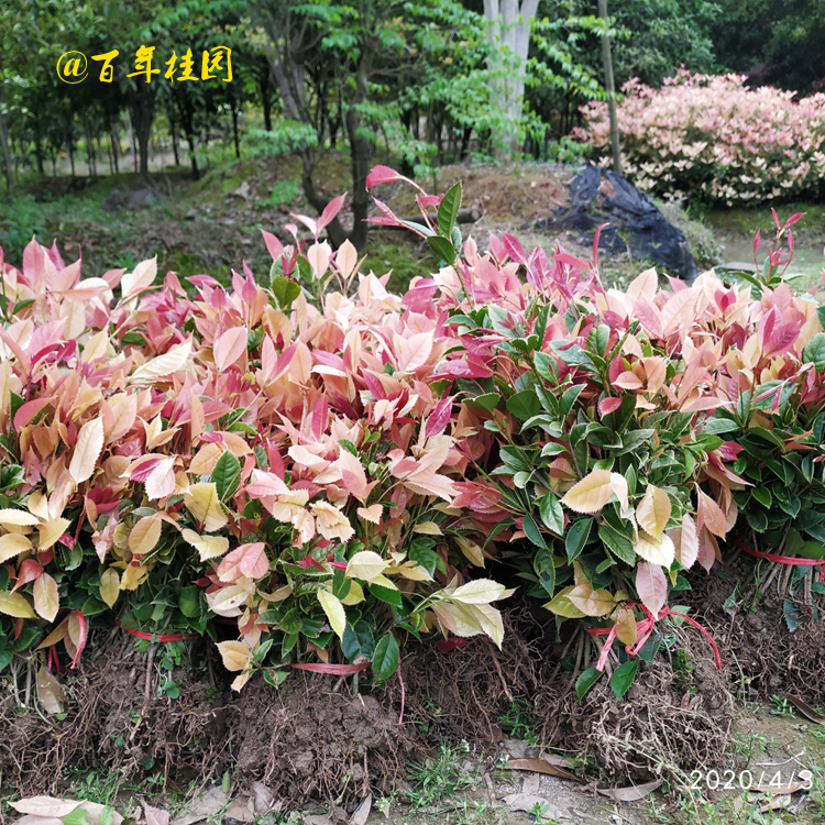 咸寧彩葉桂扦插小苗 種植彩葉桂扦插小苗基地 批發(fā)直銷供應(yīng)多少錢