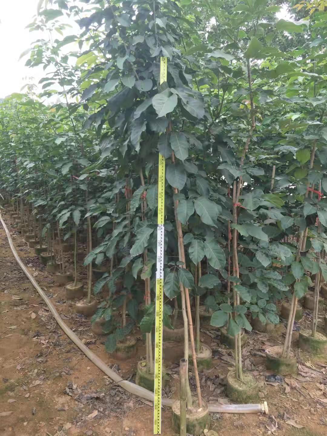 多花紫花楓鈴木供應(yīng)廠家