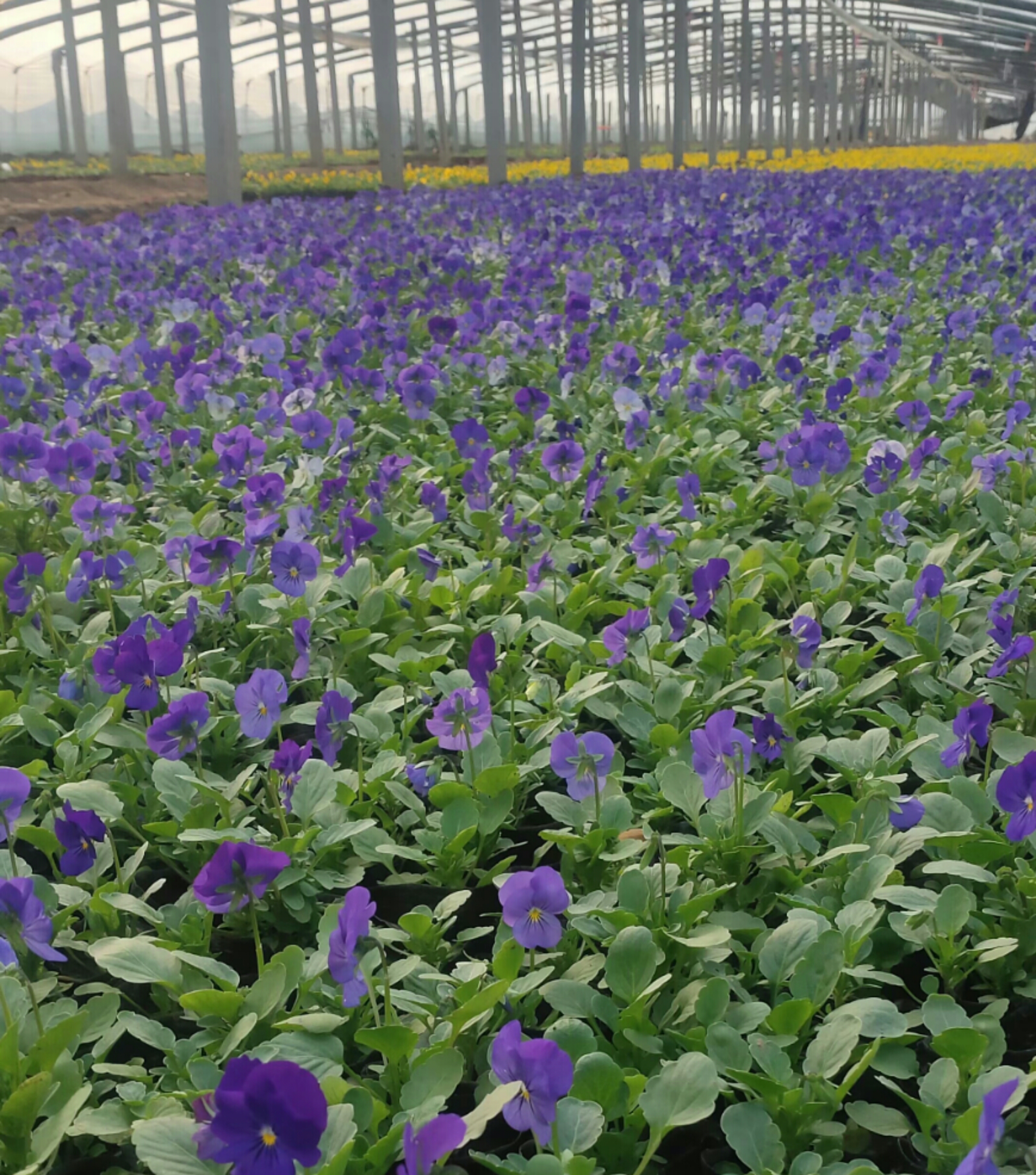 偉榮花卉 角堇 花色豐富耐寒 花壇花園種植使用