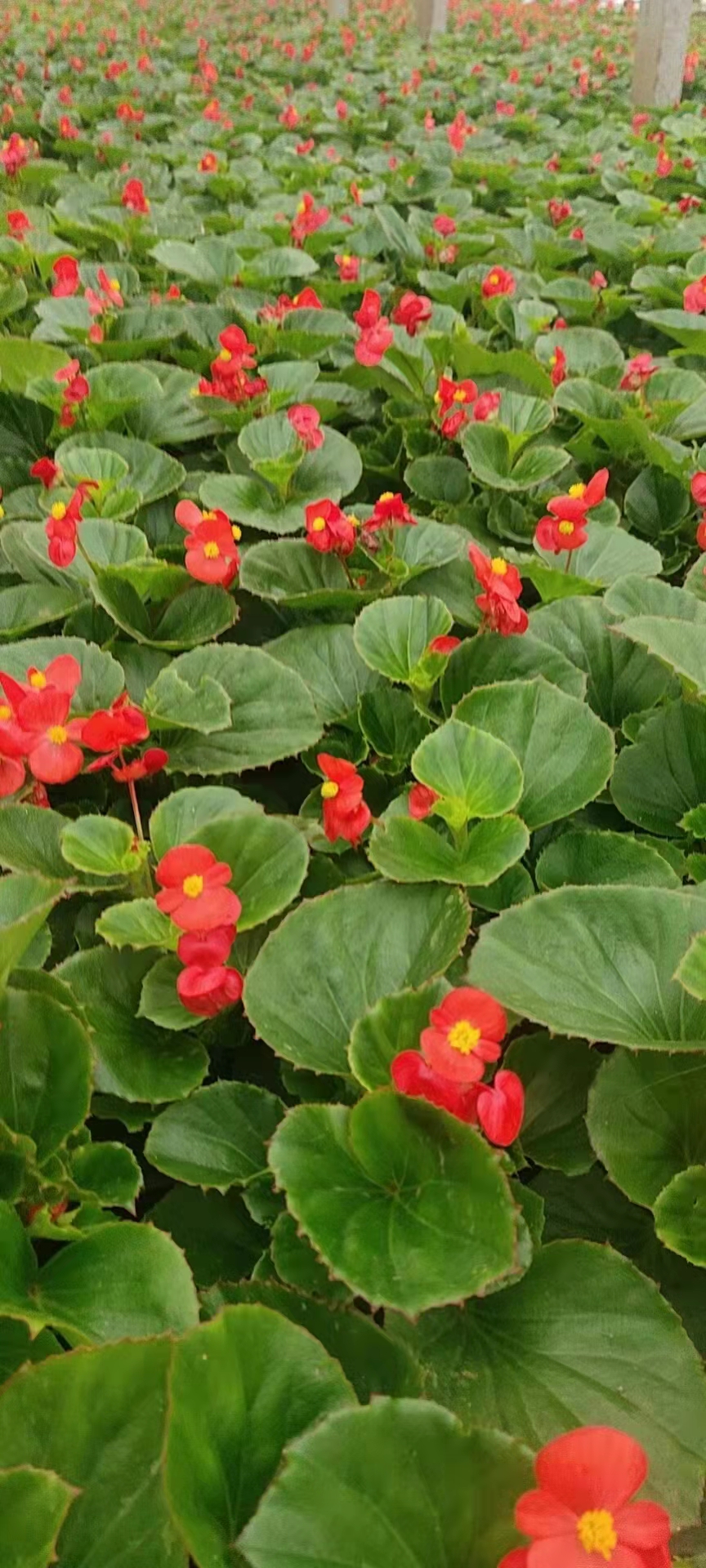 偉榮花卉 四季海棠 葉色光亮 園林綠化盆栽種植
