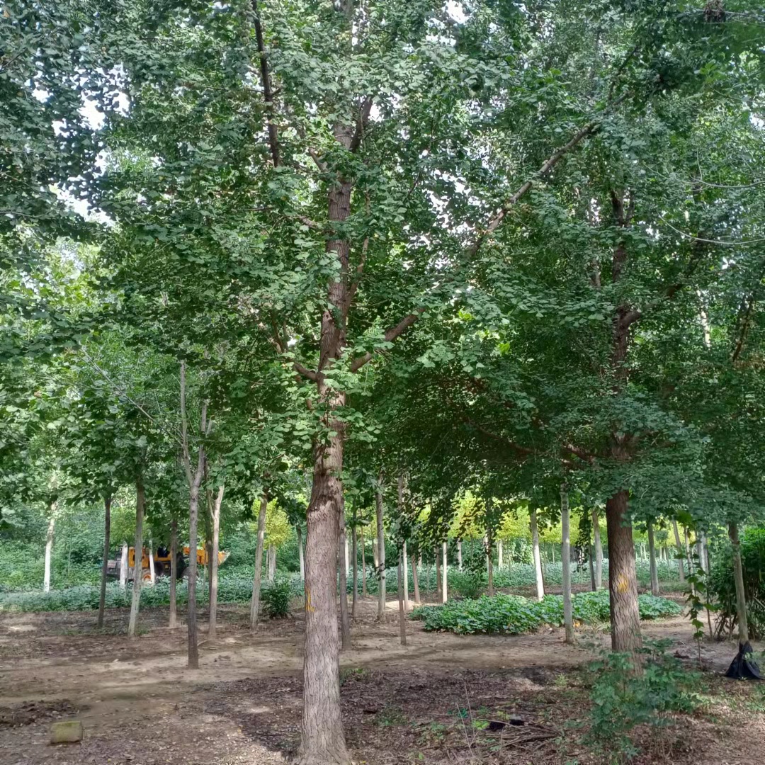 邯鄲銀杏樹基地批發(fā)價格多少錢一棵、8-20公分銀杏樹現(xiàn)挖現(xiàn)發(fā)【綠之源苗木】