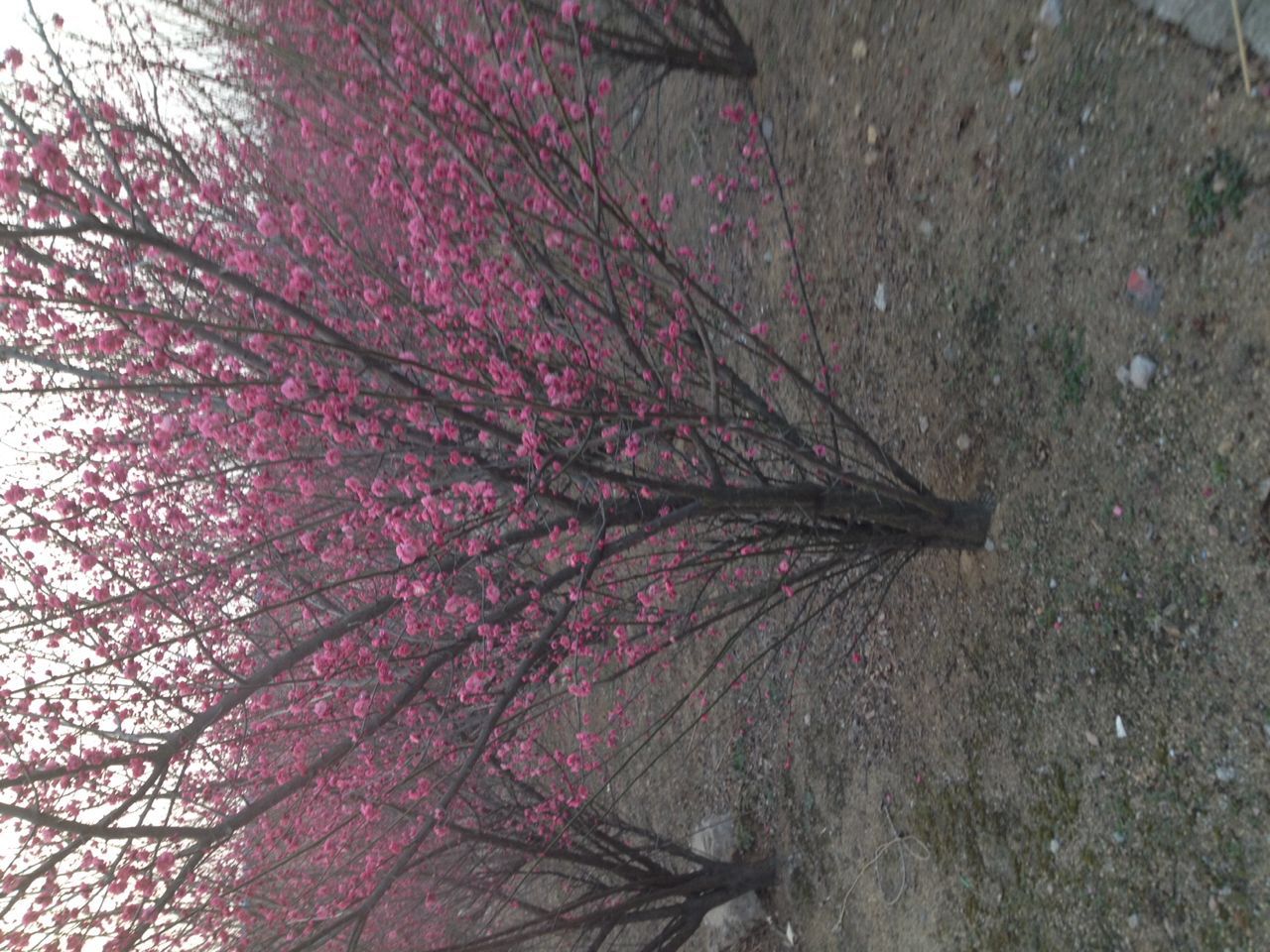 叢生紅梅批發(fā)  叢生紅梅市場(chǎng)供應(yīng)