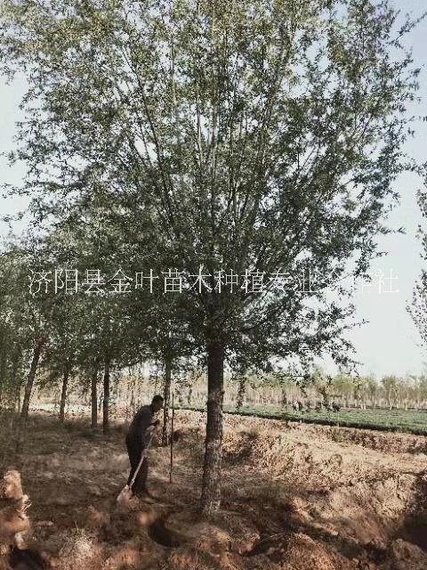 饅頭柳大量現(xiàn)貨  饅頭柳供應(yīng) 饅頭柳價(jià)格【濟(jì)陽(yáng)縣金葉苗木種植專業(yè)合作社】