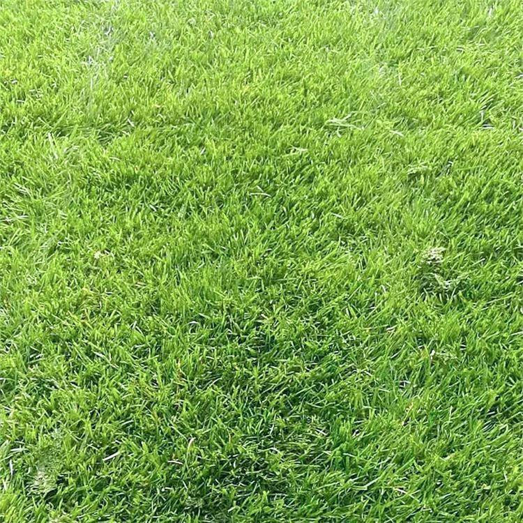 馬尼拉草皮多少錢  馬尼拉草皮廠家報(bào)價