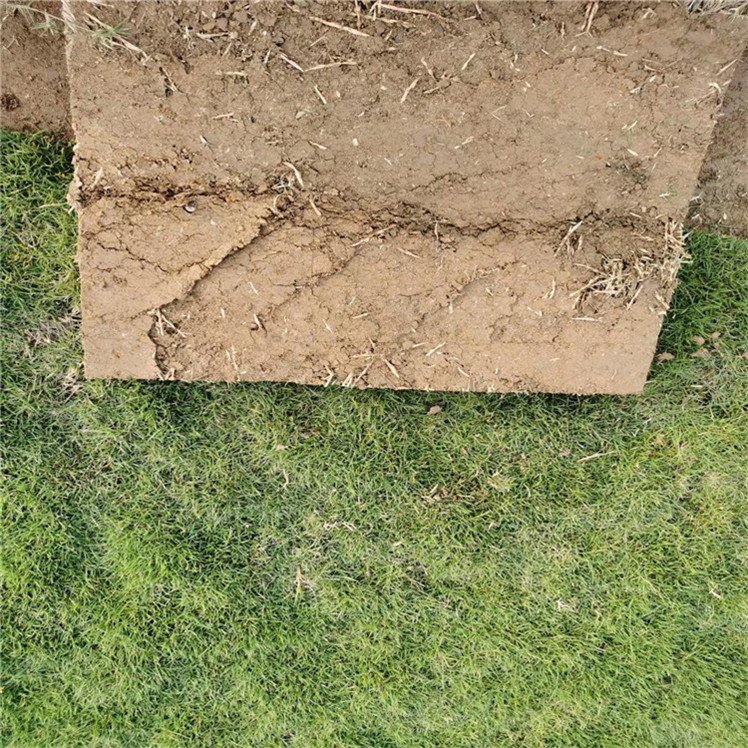 臺灣草塊出售   臺灣草塊優(yōu)惠