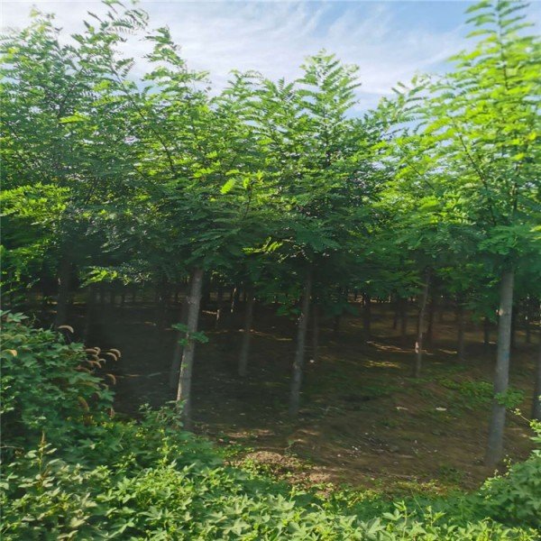 保定刺槐苗產(chǎn)地批發(fā)_大量供應(yīng)【保定市騰越園林綠化工程有限公司】 刺槐苗廠家