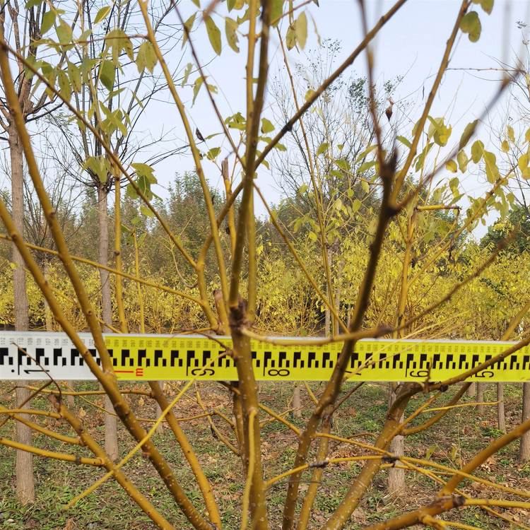 騰越常年供應(yīng)矮桿金枝槐 金枝槐價格