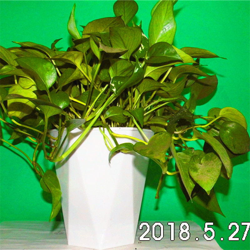 批發(fā)定制菱形自吸水花盆廠商_綠蘿用套盆_懶人花盆價格