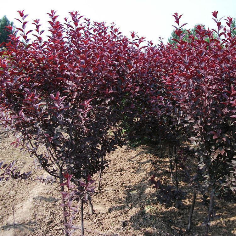 紫葉矮櫻廠(chǎng)家報(bào)價(jià)  紫葉矮櫻哪里便宜