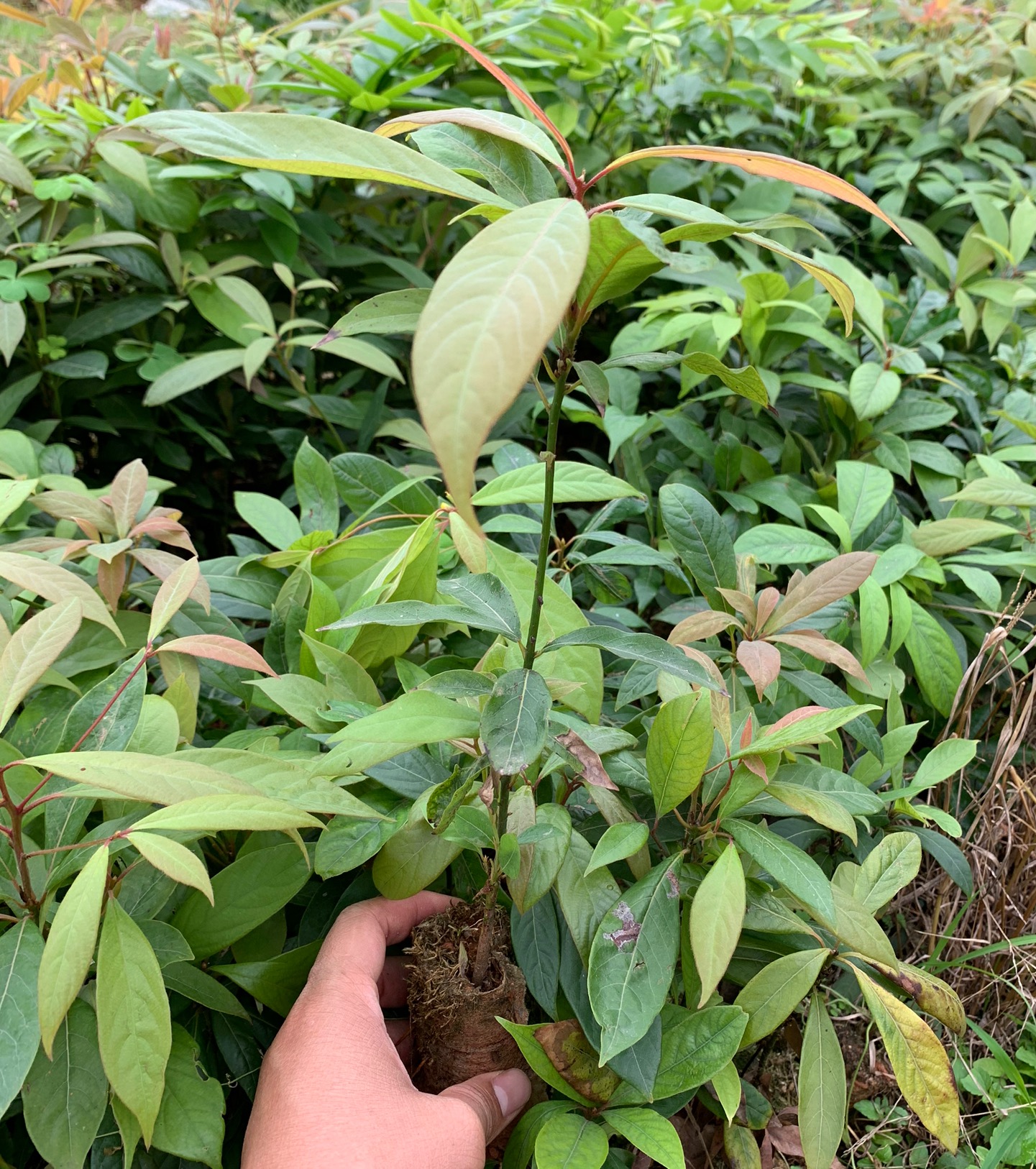 云南金絲楠木苗種植基地批發(fā)價(jià)格多少錢【大良農(nóng)林】