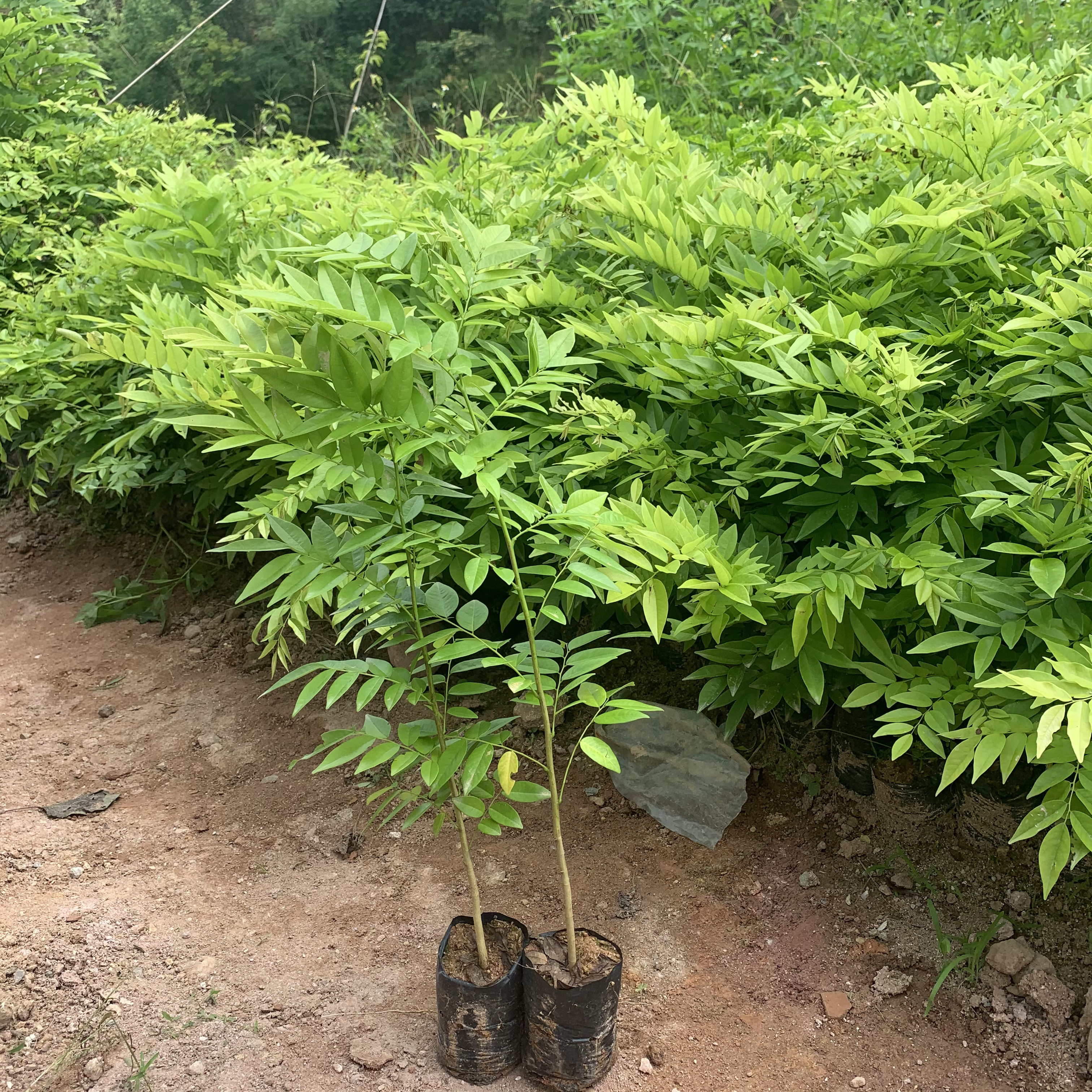 供應(yīng)海南黃花梨樹苗 降香黃檀樹苗 海南黃花梨苗種植技術(shù)