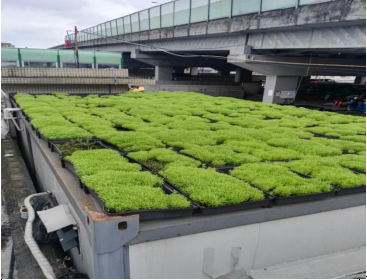 樓頂草坪種植 城市樓頂草坪種植 樓頂草坪種植施工報價