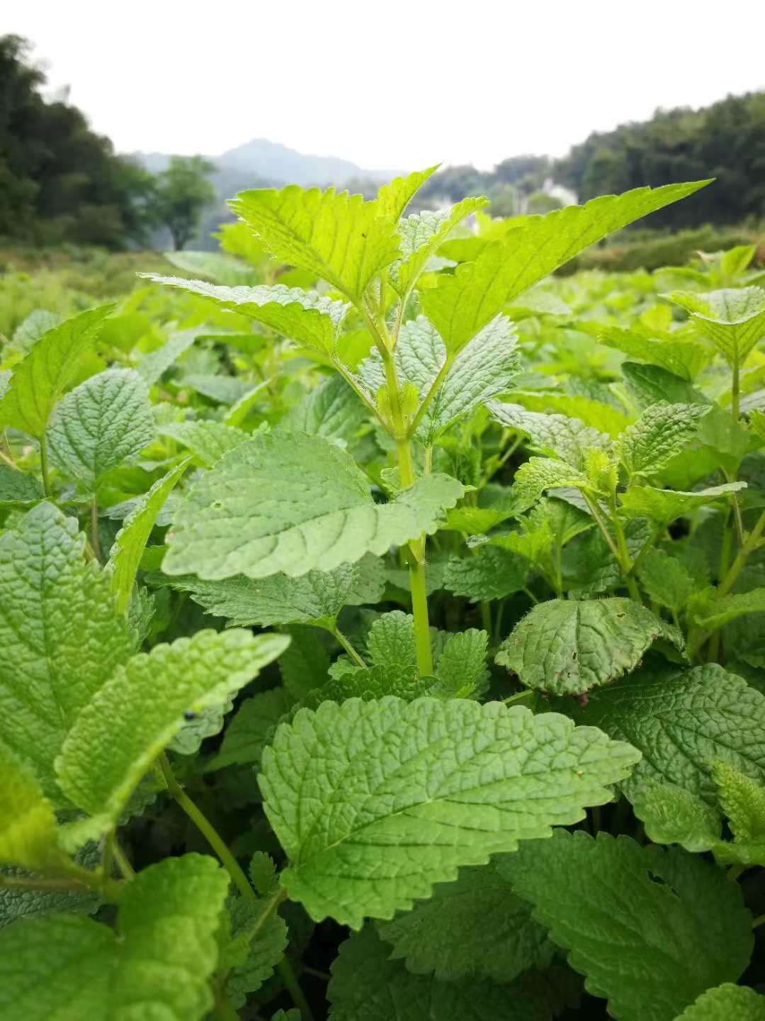 供應(yīng)香蜂草種苗 盆栽香草種苗種子 蜜蜂花種苗