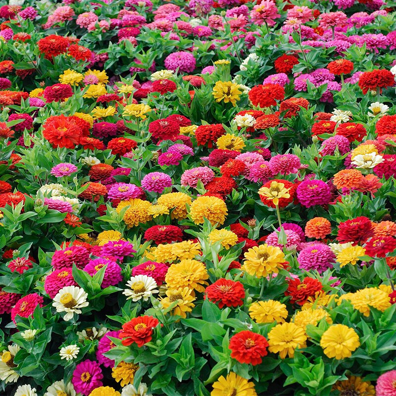 百日草景區(qū)花海常種花卉