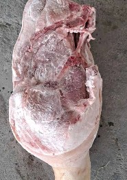 進(jìn)口西班牙冷凍豬肉青島報關(guān)行