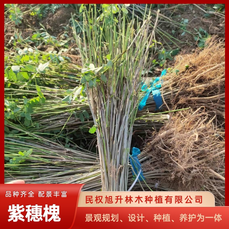 山東園林紫穗槐培育基地_批發(fā)報價電話【民權(quán)旭升林木種植有限公司】