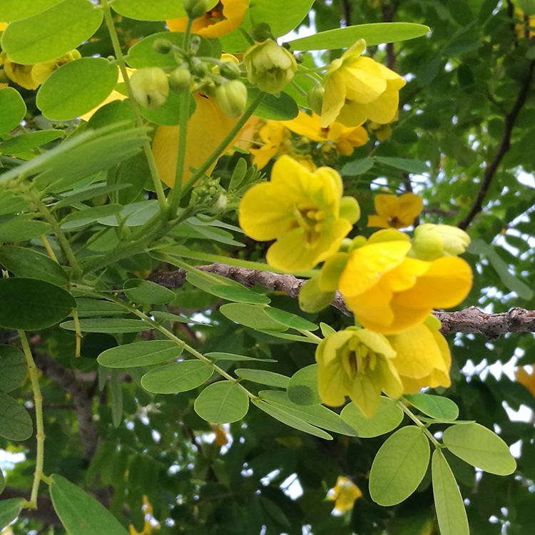 黃花槐綠化灌木種