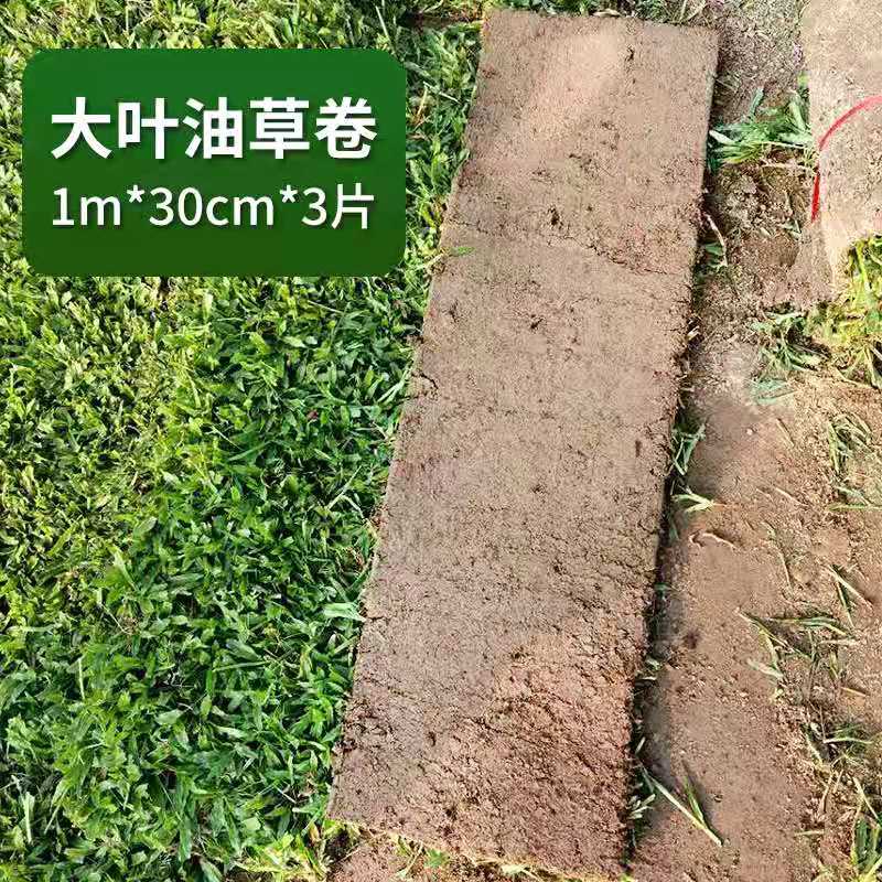 廣東葉油草廠家-價格-供應商