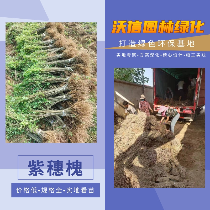 上海紫穗槐批發(fā)，紫穗槐基地出售，哪里有賣紫穗槐