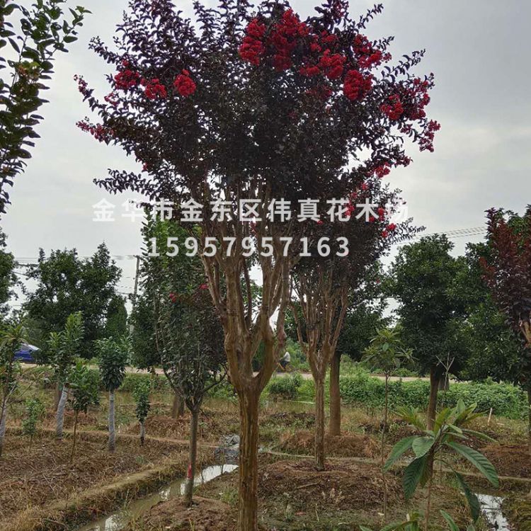 基地直銷 花灌木 大紅花紫薇 美國三紅紫薇 批發(fā)供應