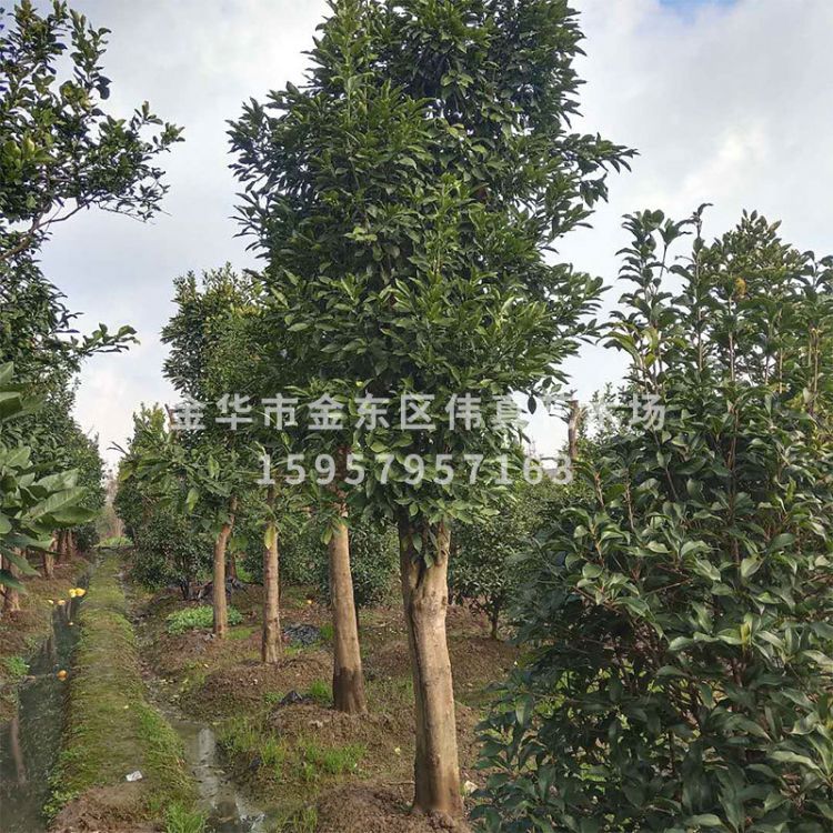 基地直銷香泡多規(guī)格的全冠香泡 移栽骨架香泡 叢生香泡 柚樹