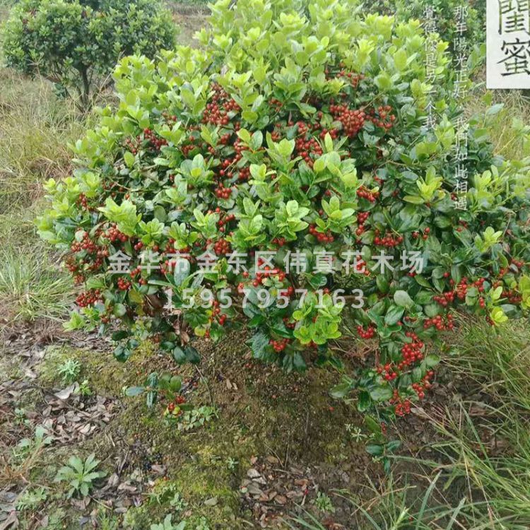 基地直銷 無刺構(gòu)骨球 四季常青構(gòu)骨樹 規(guī)格齊全園林綠化灌木樹