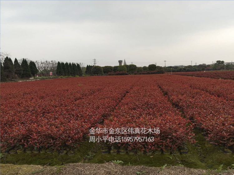 基地批發(fā)紅葉石楠杯色塊容器綠化樹木 紅羅賓紅葉石楠籬