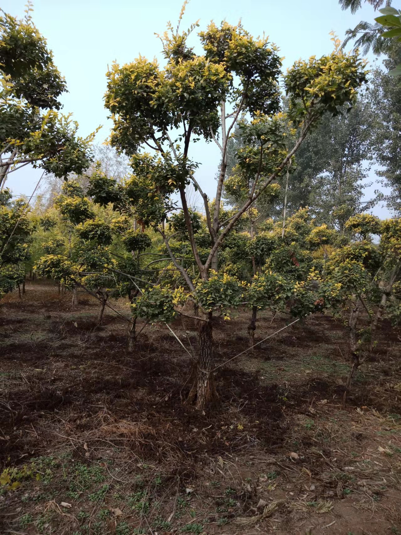 博野金峰園林綠化苗圃造型金葉榆