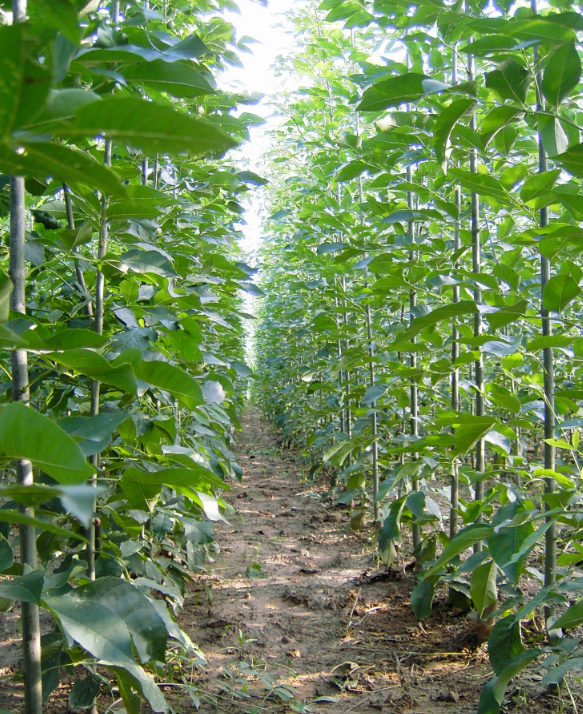 河北速生白蠟批發(fā)，價(jià)格，種植基地【博野金峰園林綠化苗圃】