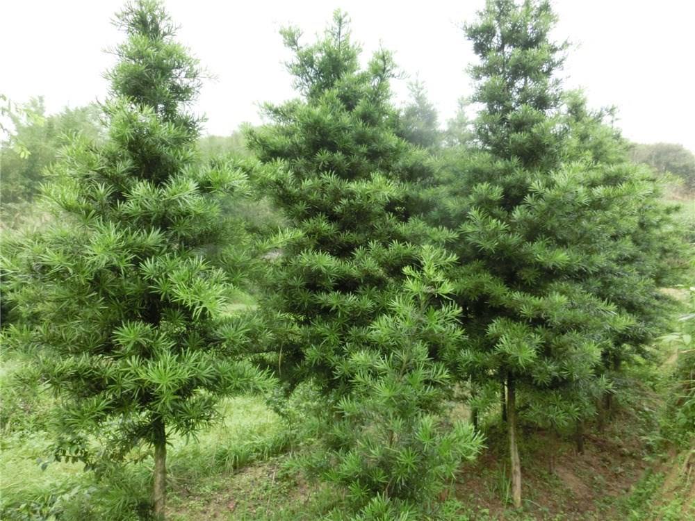 羅漢松  大苗  袋苗