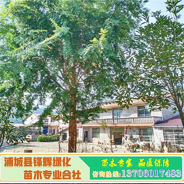 福建紅豆杉苗圃批發(fā)-紅豆杉樹(shù)苗基地 -15公分紅豆杉基地