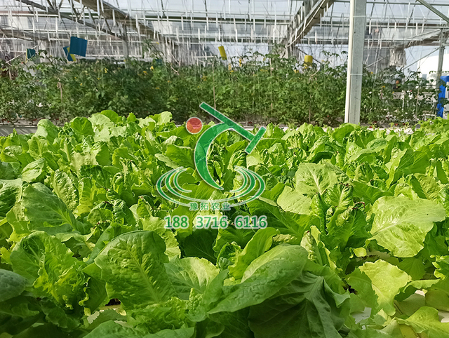 薄膜溫室大棚生產(chǎn)廠家  薄膜溫室大棚哪家好