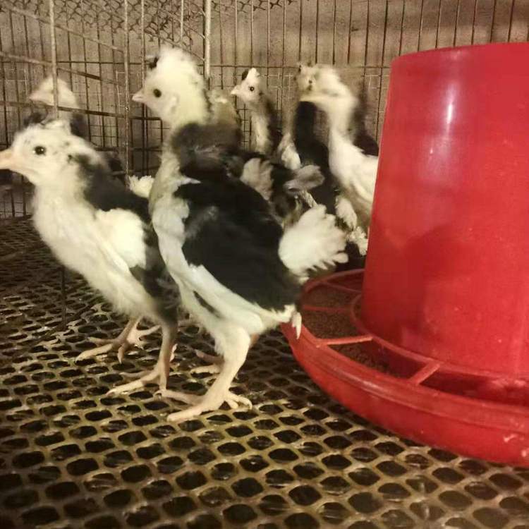 農(nóng)家散養(yǎng)貴妃雞苗廠家  農(nóng)家散養(yǎng)貴妃雞苗地址