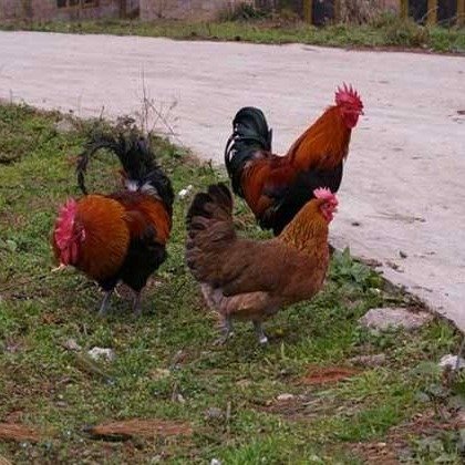 正規(guī)土雞苗地址  正規(guī)土雞苗報(bào)價(jià)