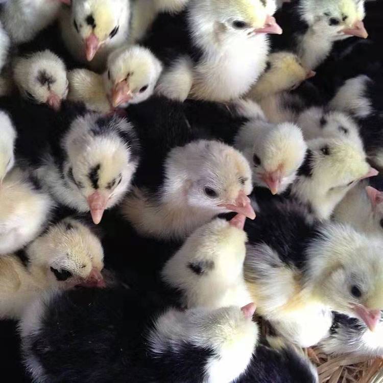 農(nóng)家貴妃雞苗生產(chǎn)廠家  農(nóng)家貴妃雞苗報(bào)價(jià)