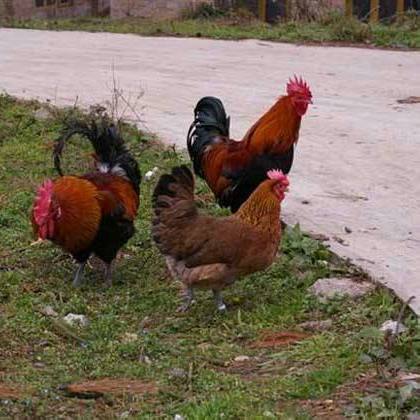 散養(yǎng)土雞苗地址  散養(yǎng)土雞苗多少錢